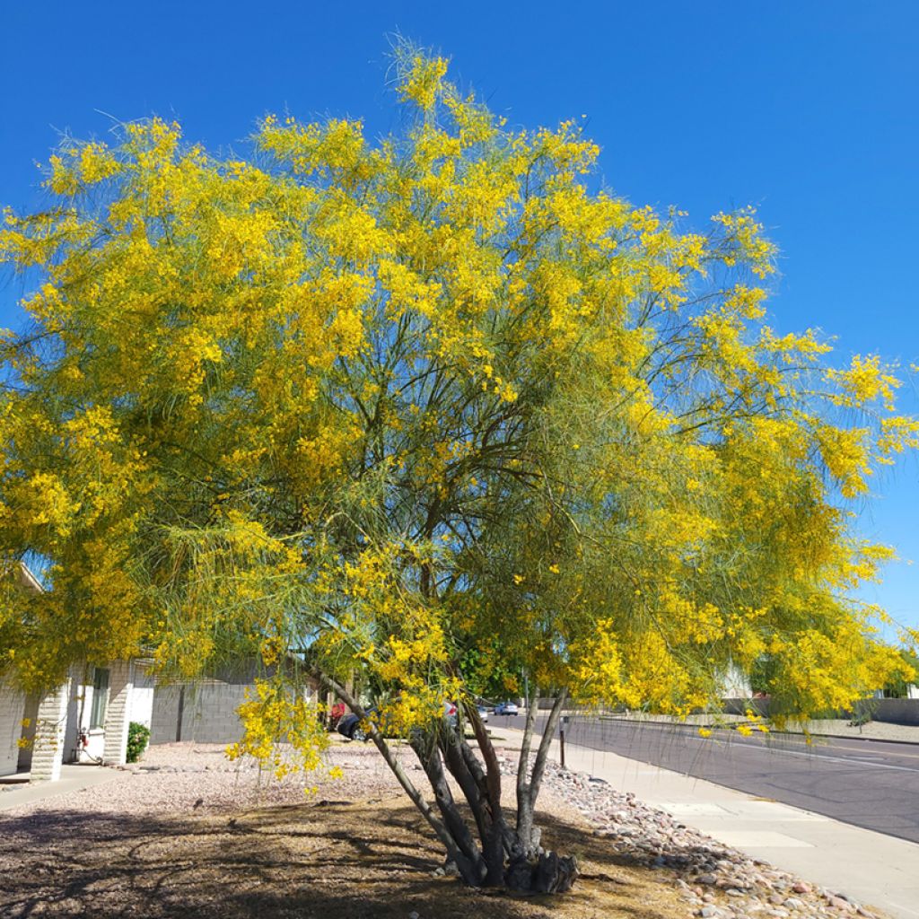 Cercidium floridum - Parkinsonia