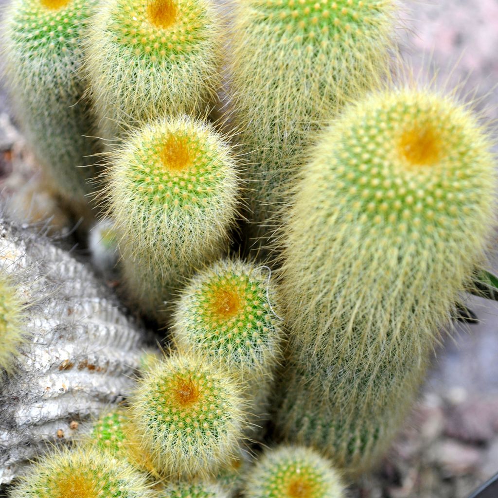 Parodia leninghausii - Gele bolcactus