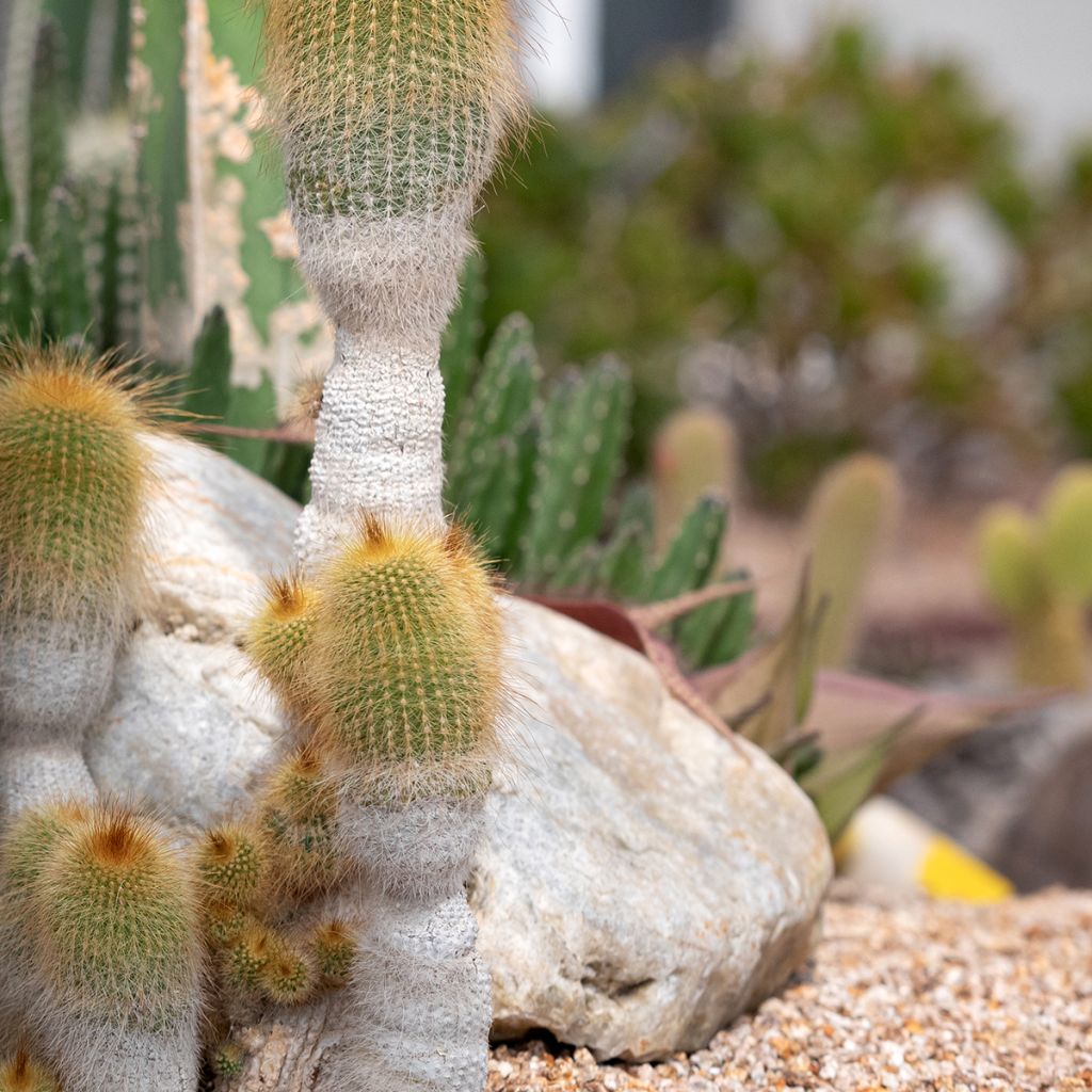 Parodia leninghausii - Gele bolcactus