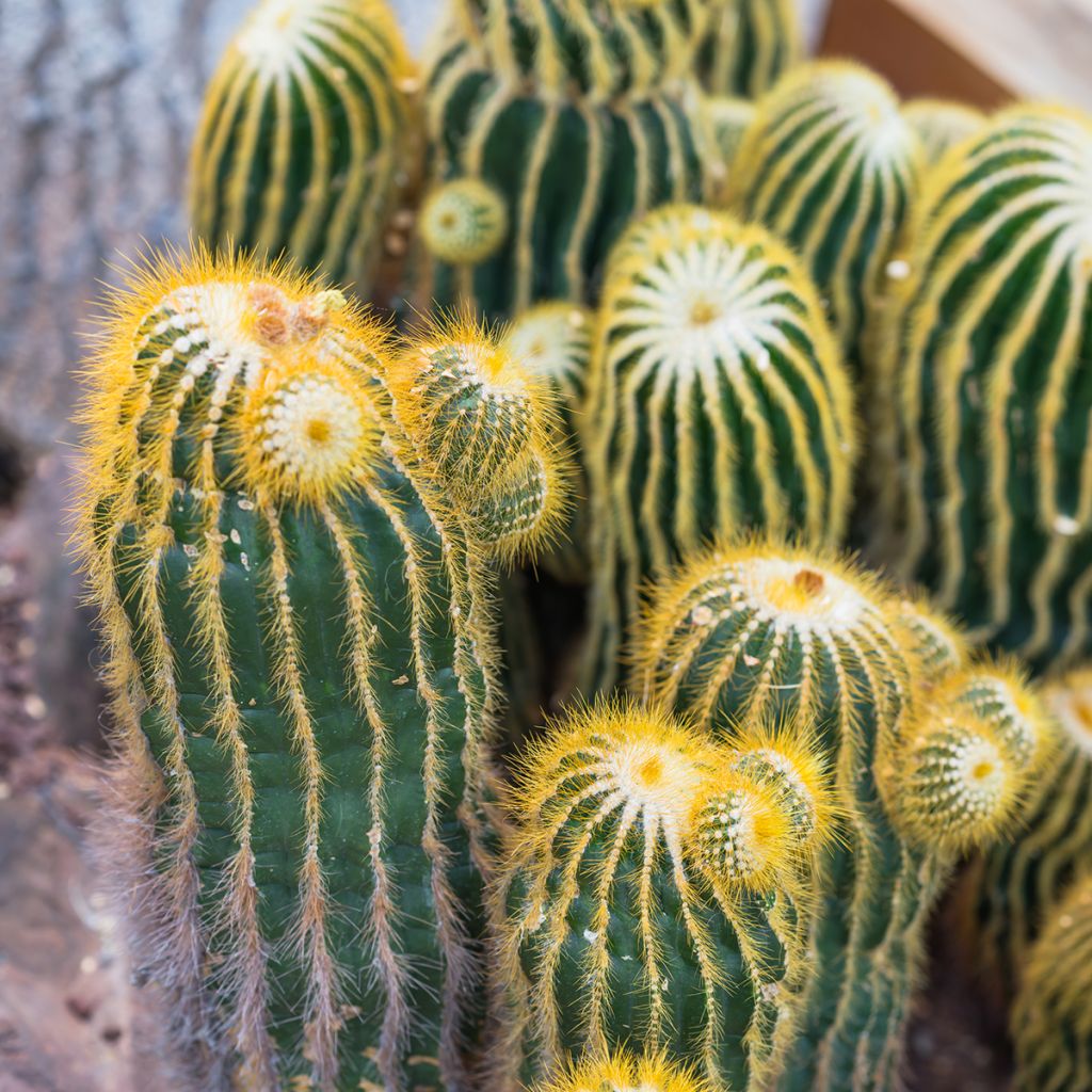Parodia warasii - Bolcactus