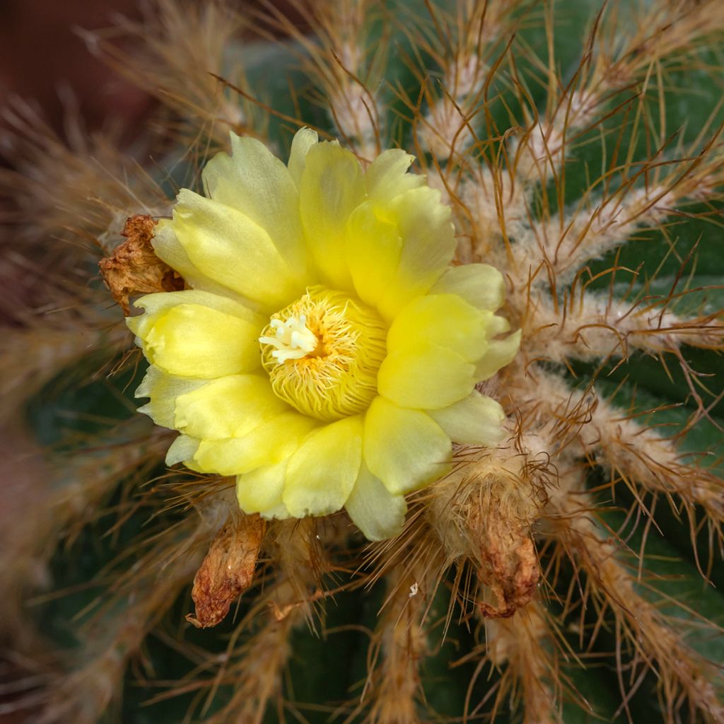 Parodia magnifica - Bolcactus