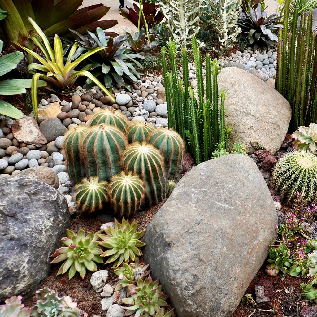 Parodia magnifica - Bolcactus