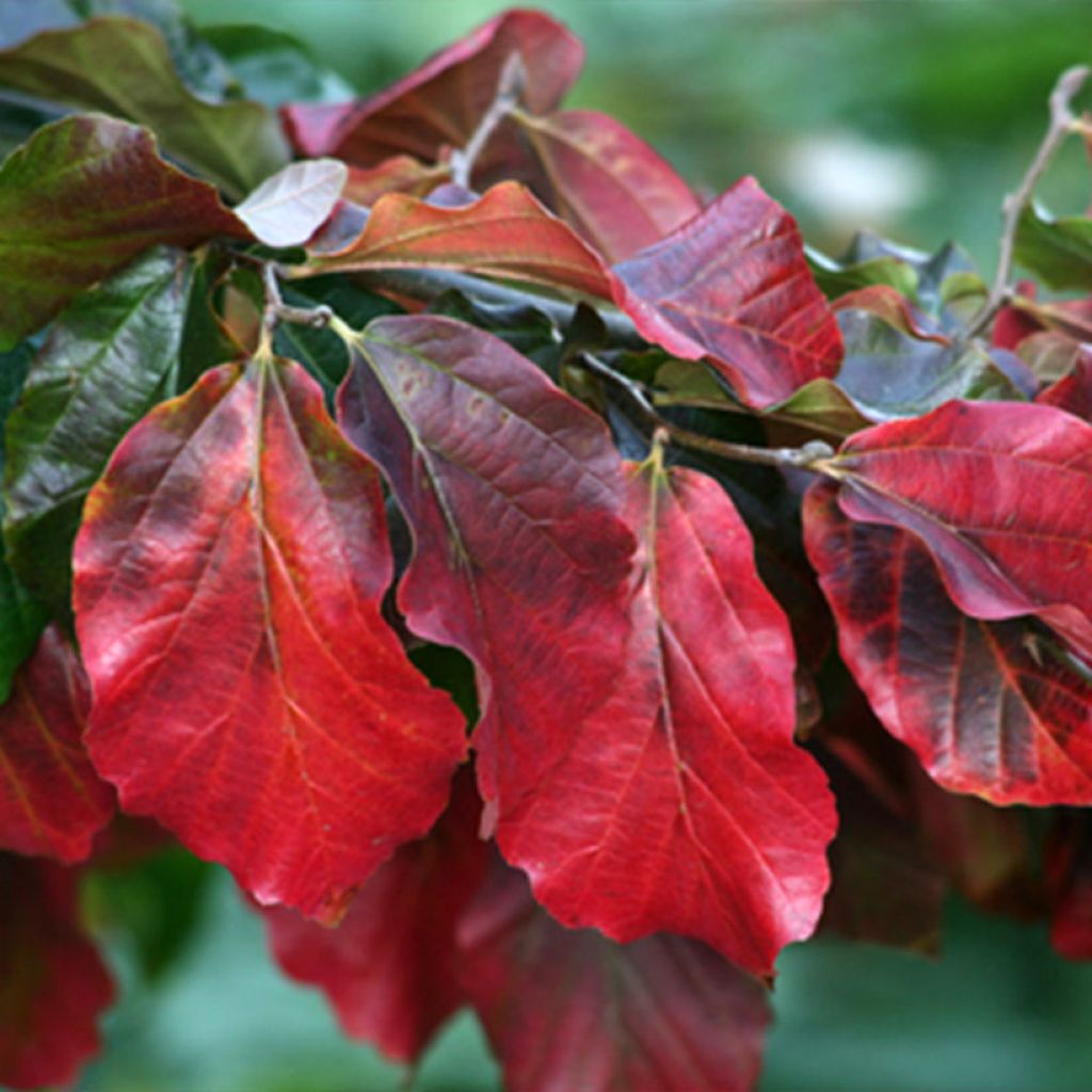 Parrotia persica Burgundy - Perzisch IJzerhout