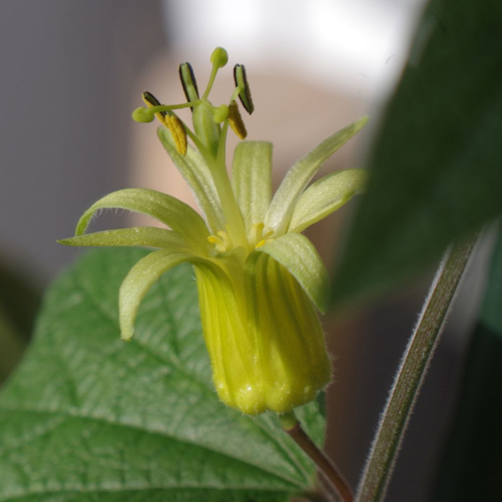 Passiflora citrina - Passiebloem