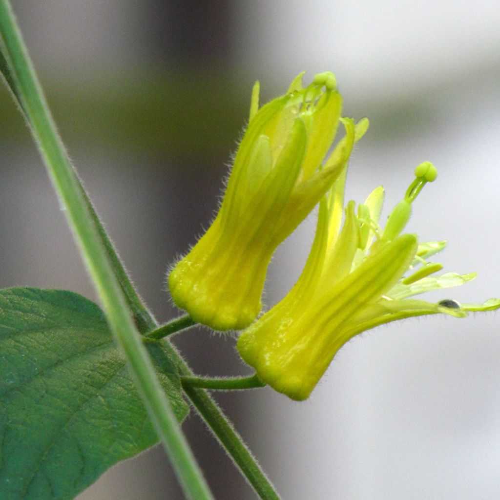 Passiflora citrina - Passiebloem