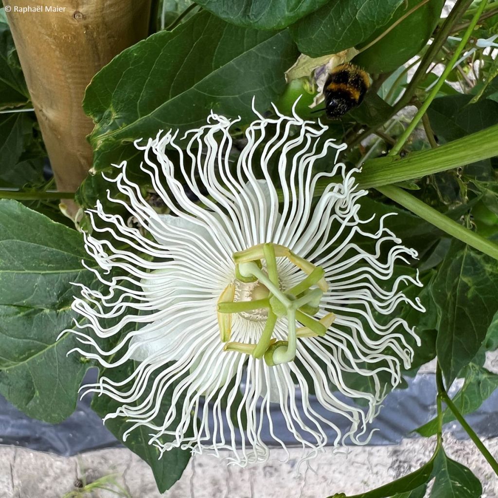 Passiflora Snow Star - Passiebloem
