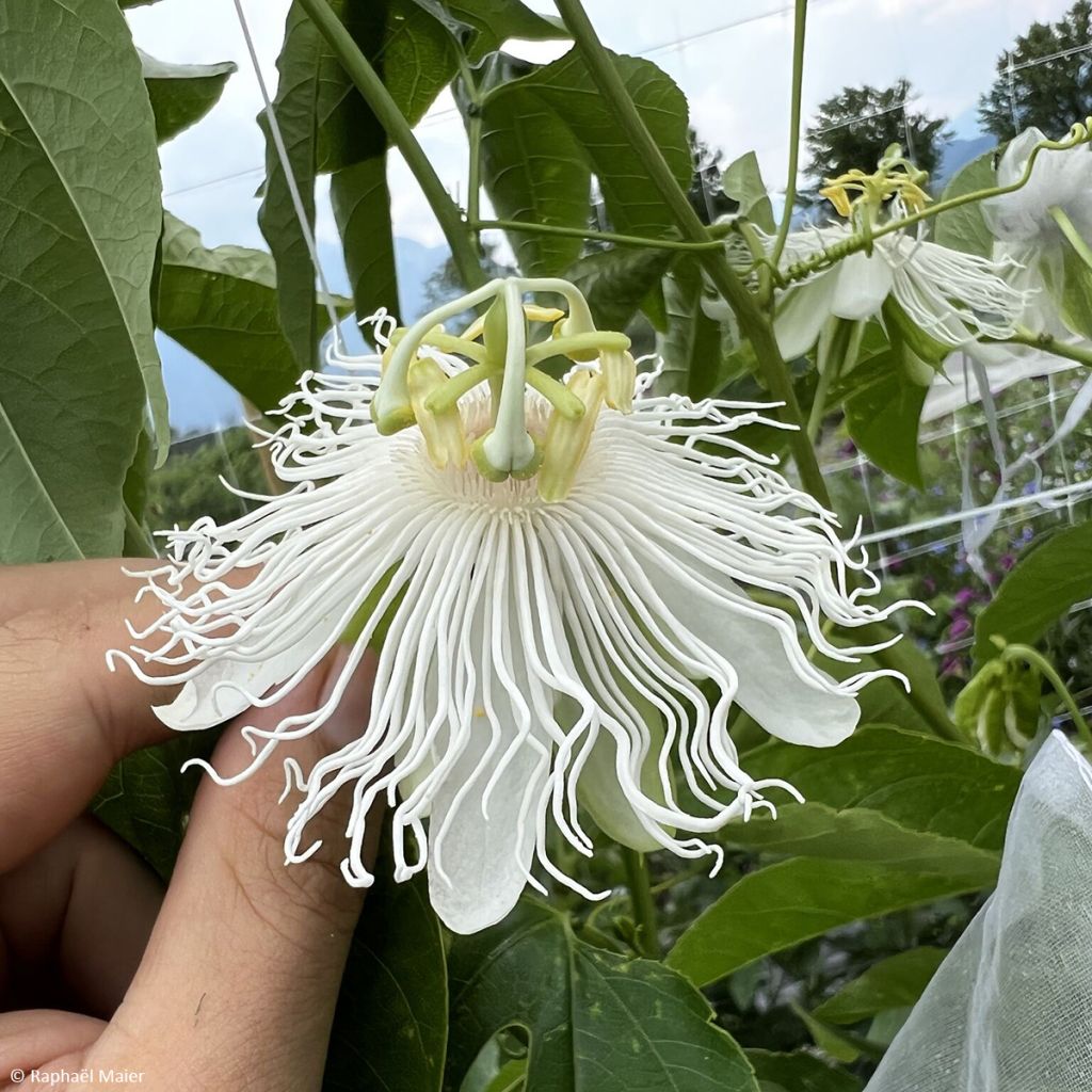 Passiflora Snow Star - Passiebloem