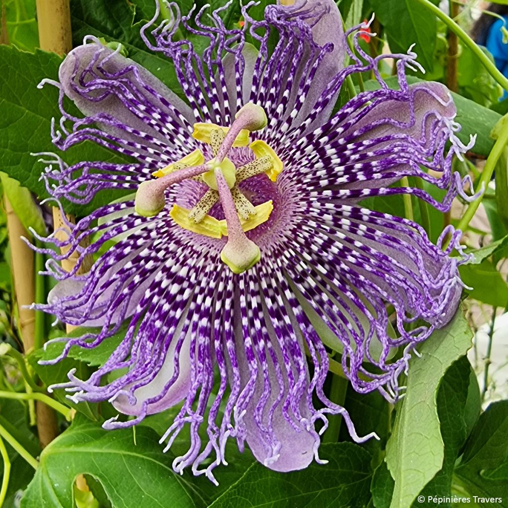 Passiflora Fata Confetto - Passiebloem
