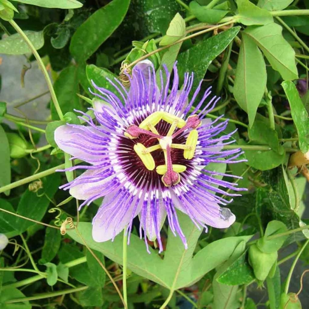 Passiflora caerulea Purple Haze - Blauwe passiebloem