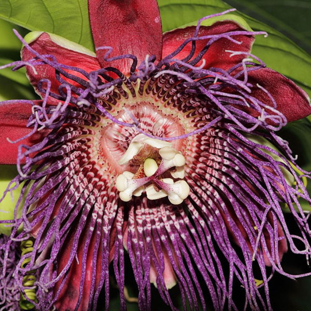 Passiflora quadrangularis - Reuzenpassiebloem