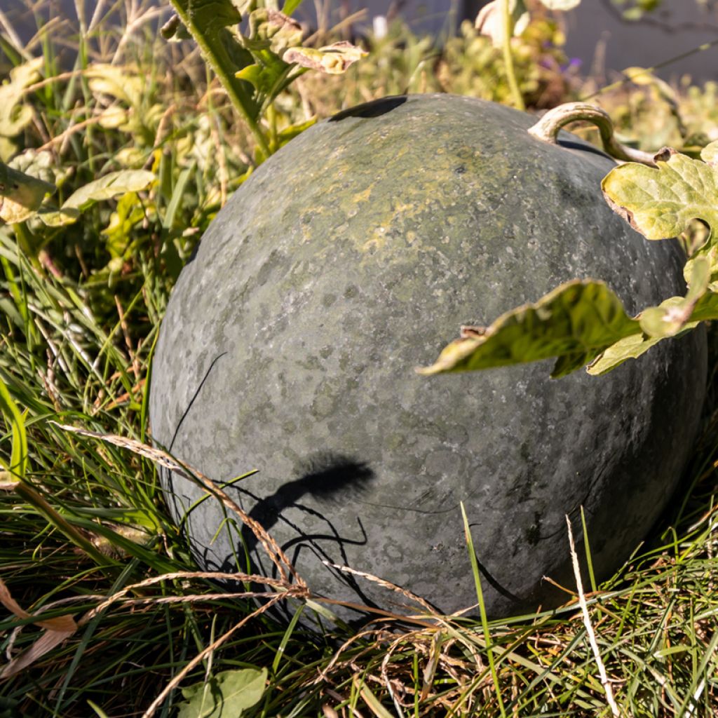 Watermeloen Sugar Baby BIO