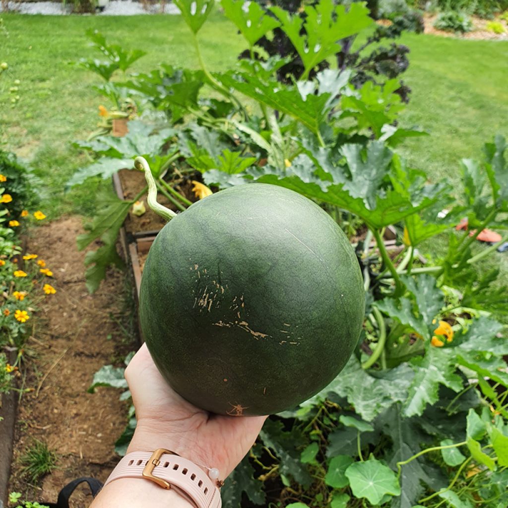 Watermeloen Sugar Baby - Vilmorin