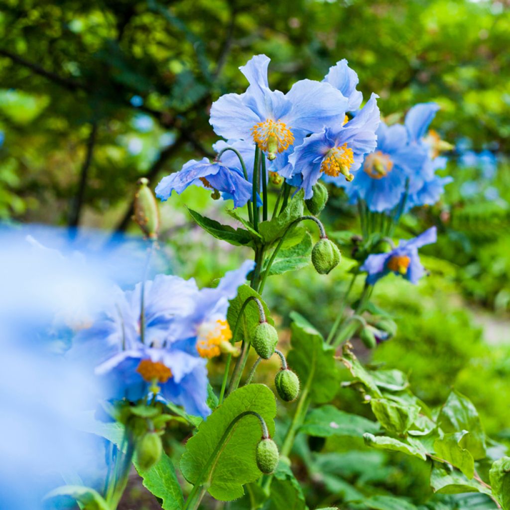 Meconopsis betonicifolia - Blauwe klaproos