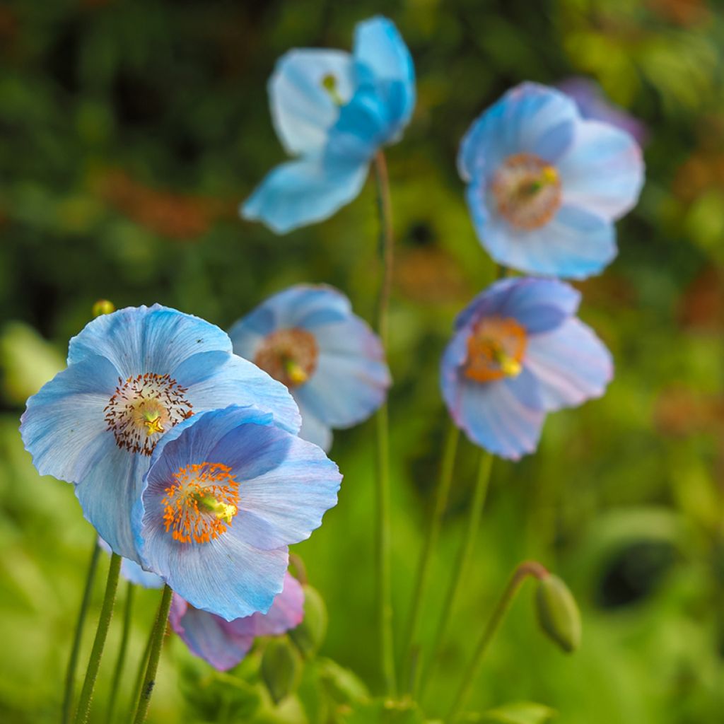 Meconopsis betonicifolia - Blauwe klaproos