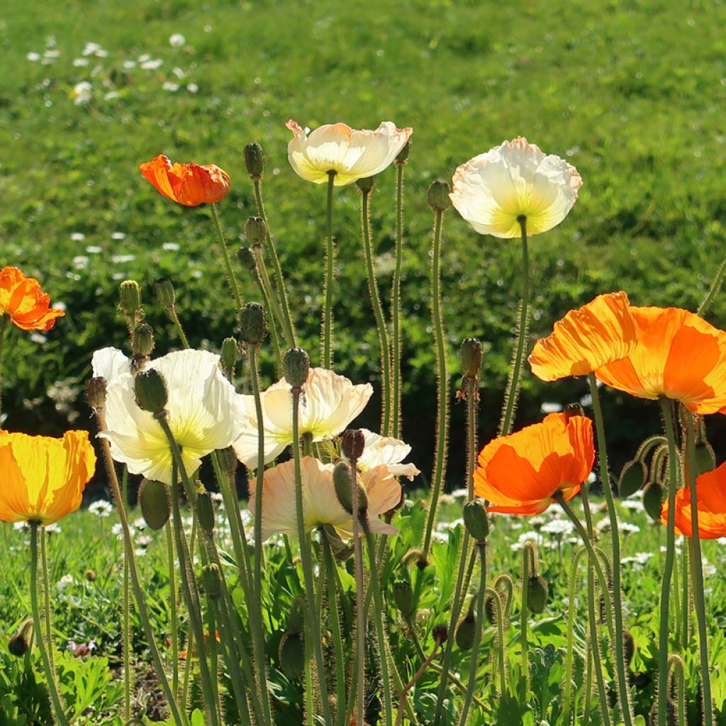 Papaver nudicaule Gartenzwerg - IJslandse papaver