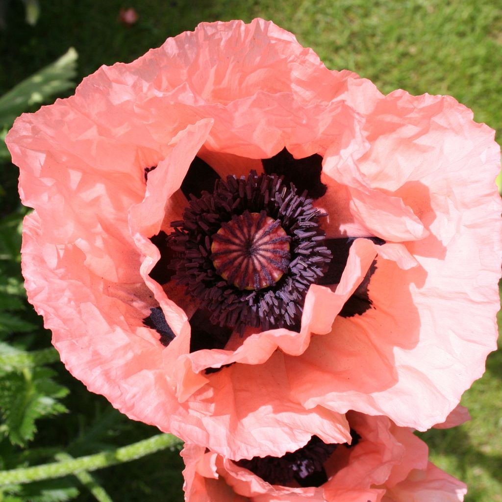 Papaver orientale Little Dancing Girl - Pavot d'Orient