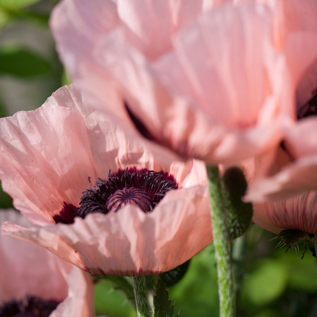 Papaver orientale Little Dancing Girl - Pavot d'Orient