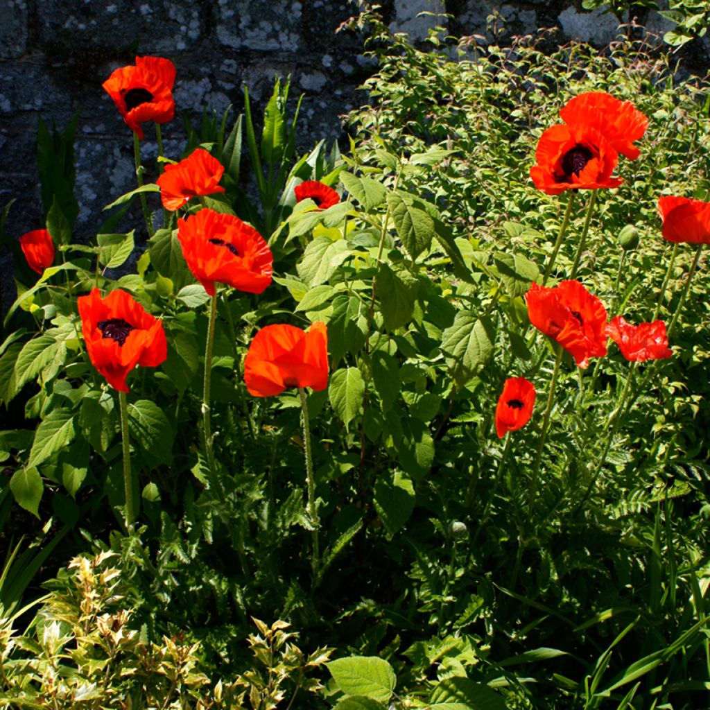 Papaver orientale Beauty of Livermere - Oosterse papaver