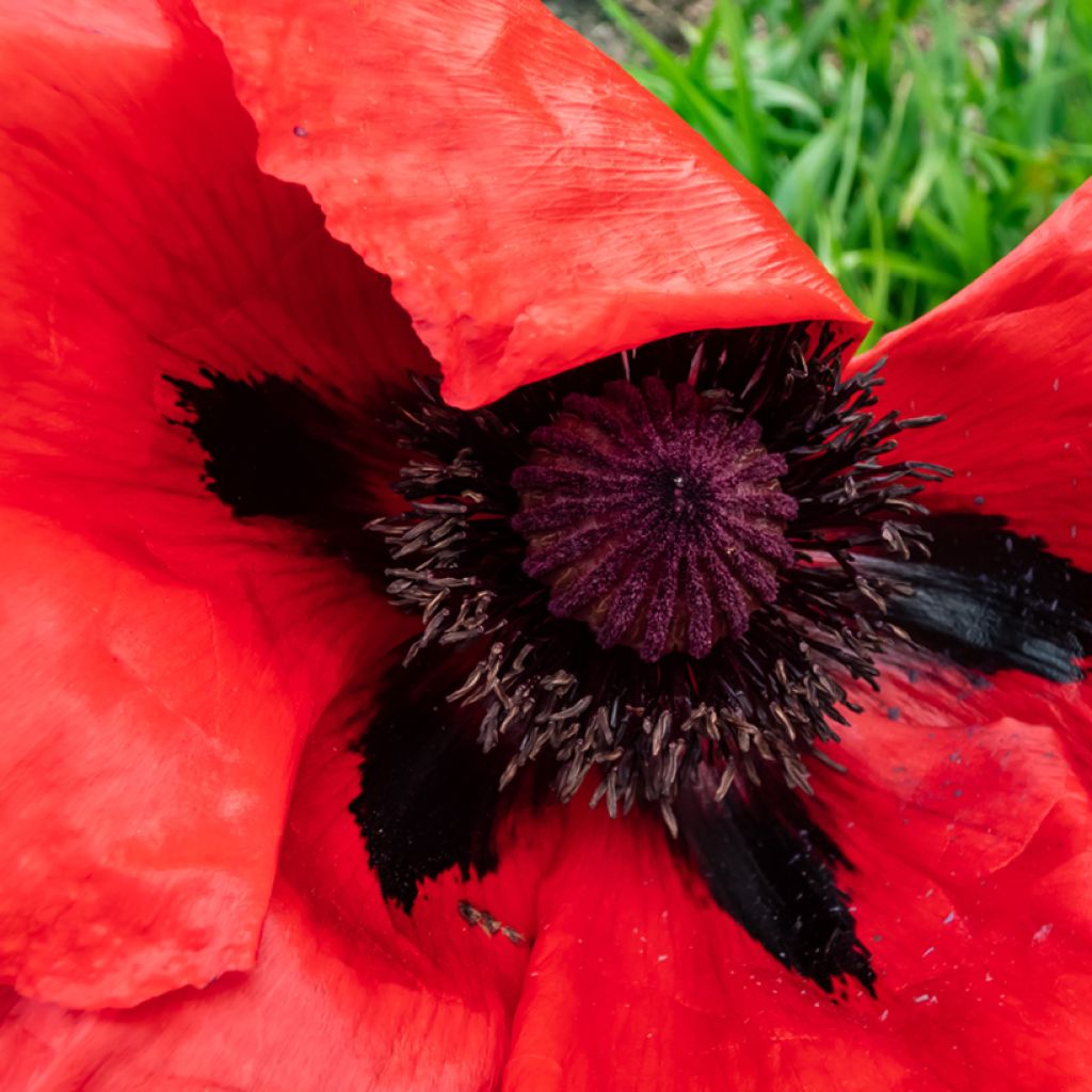 Papaver orientale Beauty of Livermere - Oosterse papaver
