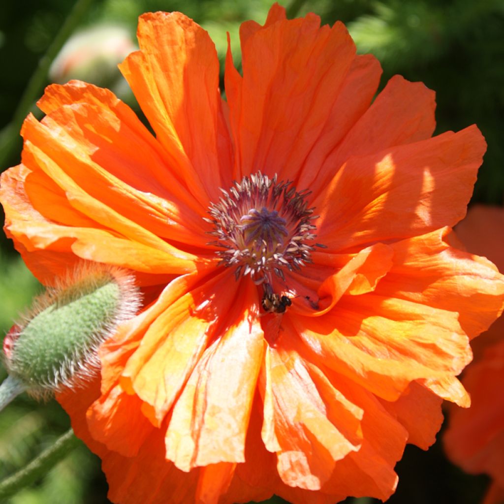 Papaver orientale May Queen - Oosterse papaver