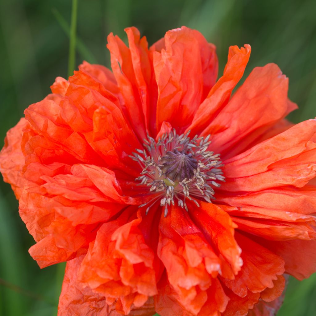 Papaver orientale May Queen - Oosterse papaver