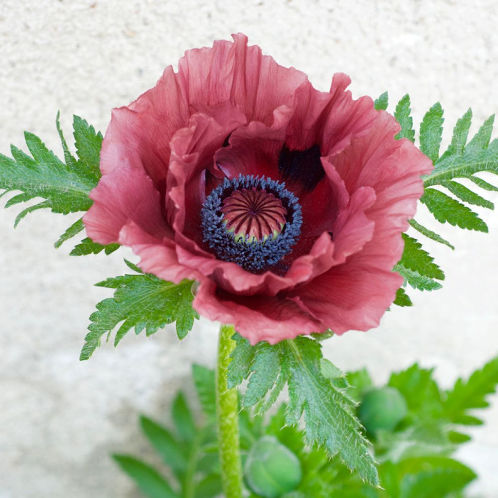 Papaver orientale Patty's Plum - Oosterse papaver