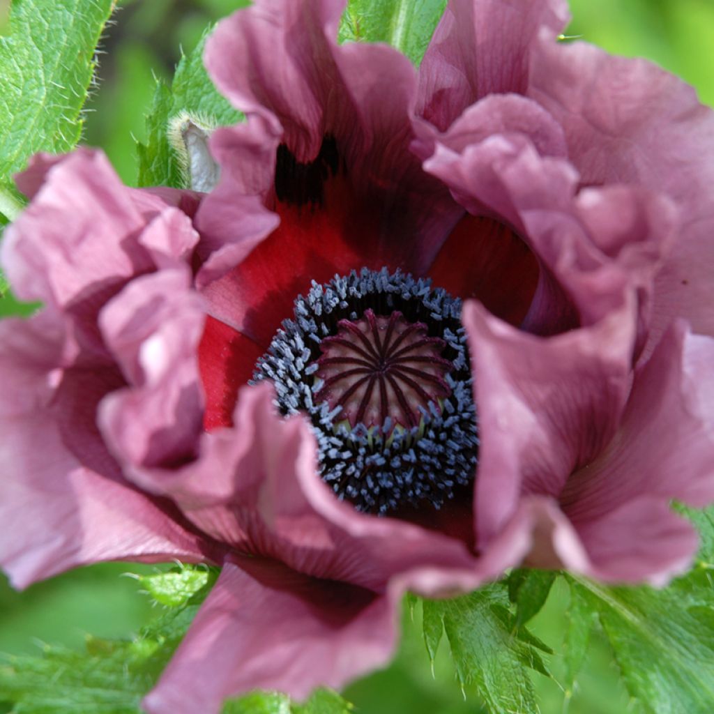 Papaver orientale Patty's Plum - Oosterse papaver