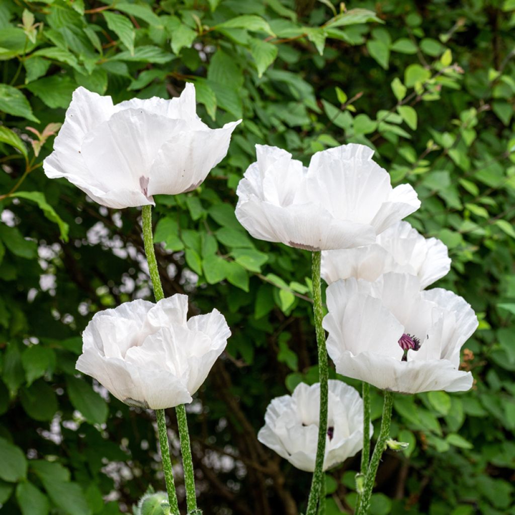Papaver orientale Perry's White - Oosterse papaver