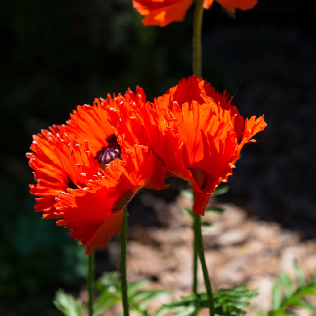 Papaver orientale Türkenlouis - Oosterse papaver