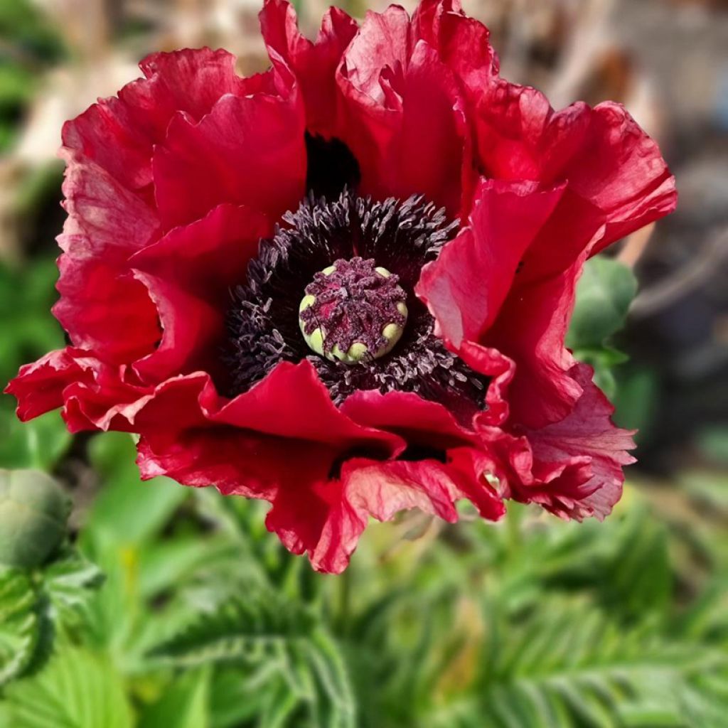 Papaver orientale Red Rumble - Oosterse papaver