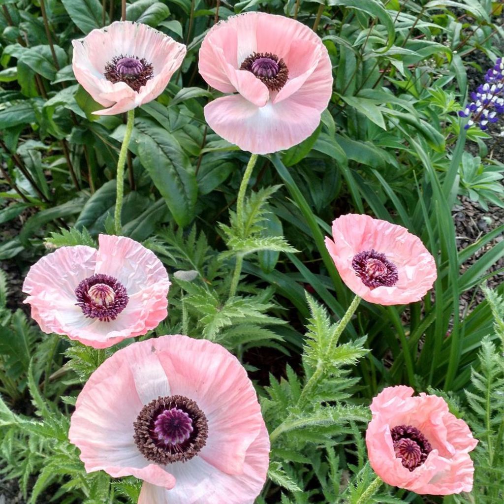 Papaver orientale Shasta - Oosterse papaver