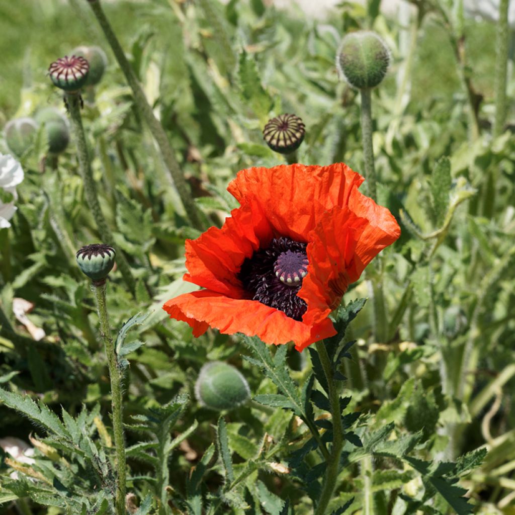 Papaver orientale Allegro - Oosterse papaver