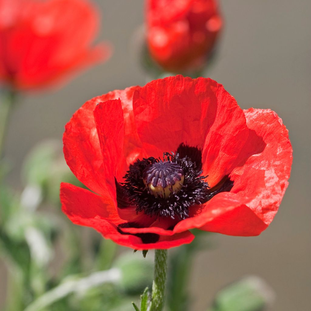 Papaver orientale Allegro - Oosterse papaver