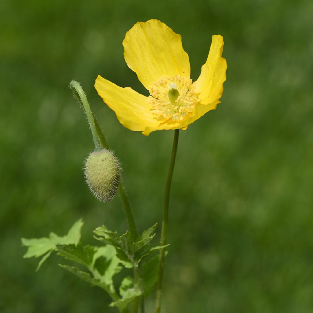 Meconopsis cambrica - Schijnpapaver