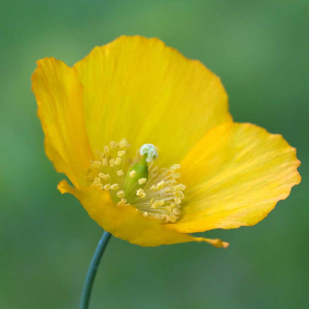 Meconopsis cambrica - Schijnpapaver