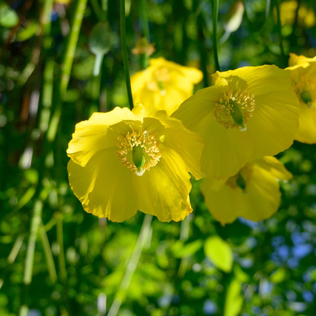 Meconopsis cambrica - Schijnpapaver