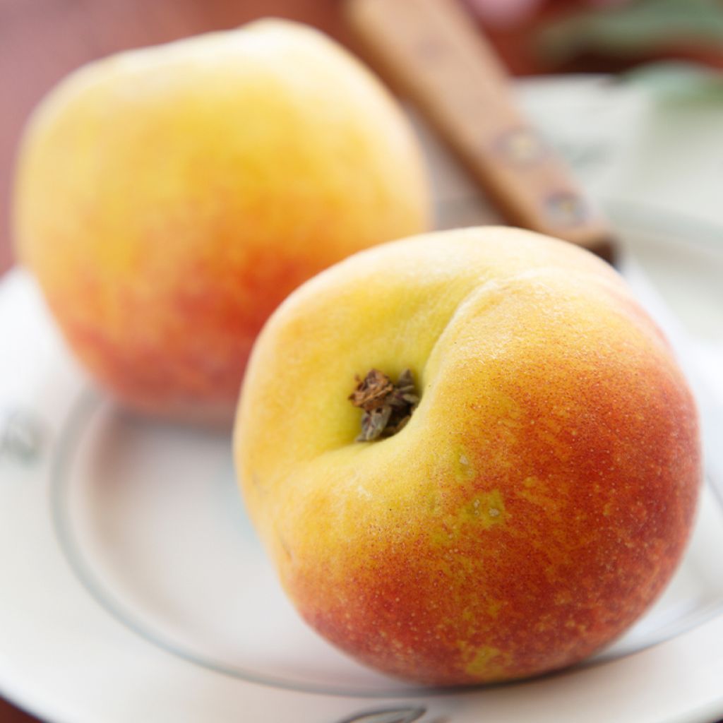 Pêcher Belle Angevine Bio