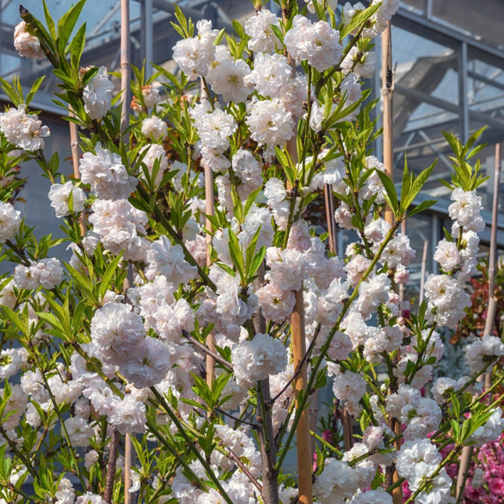 Prunus persica Taoflora White - Perzik