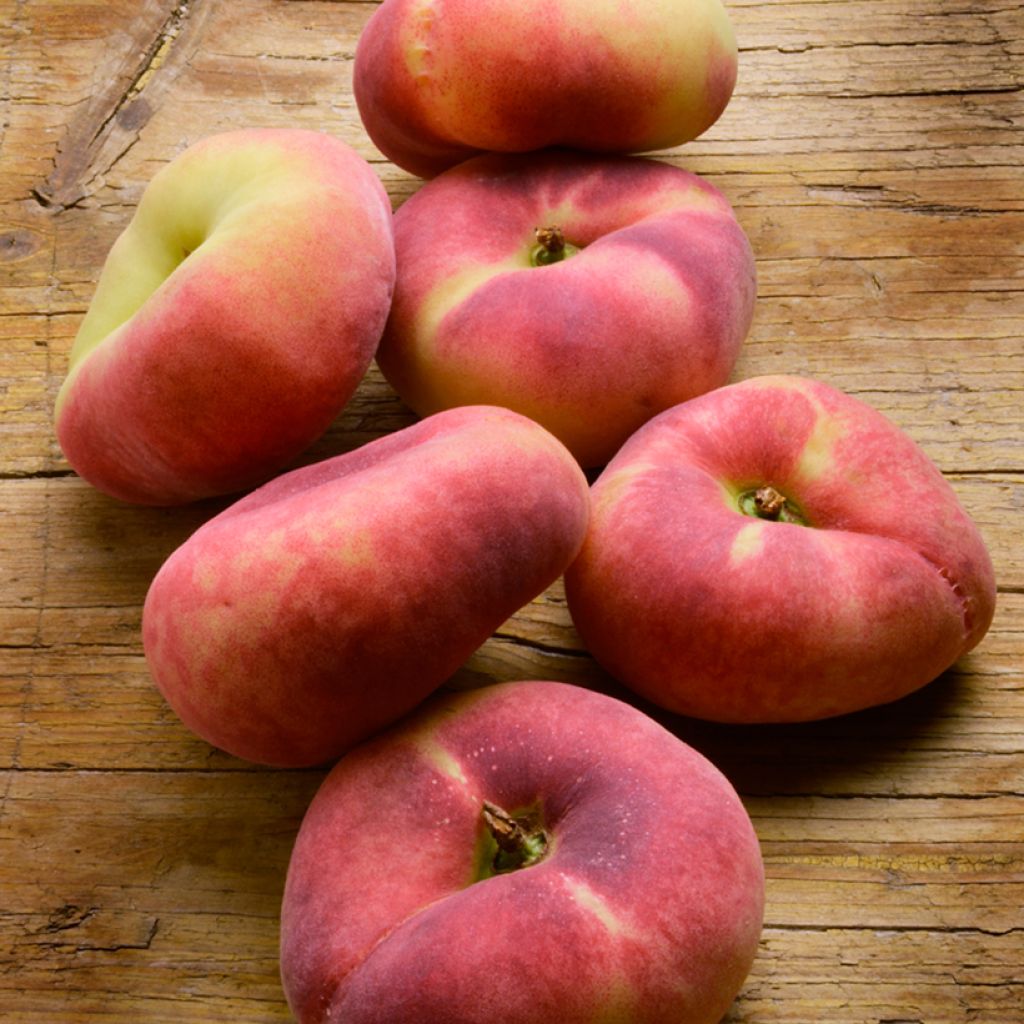 Platte perzik Platicarpa Bianca