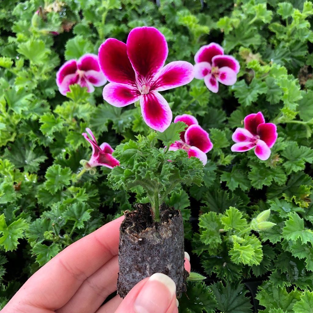 Pelargonium Angel's Perfume - Engelse geranium