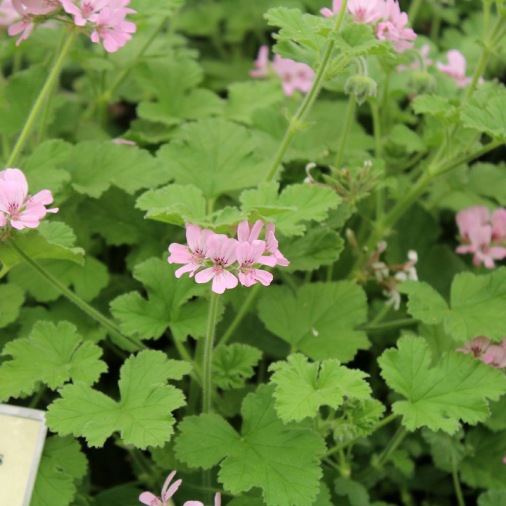 Pelargonium Attar of Roses - Geurgeranium