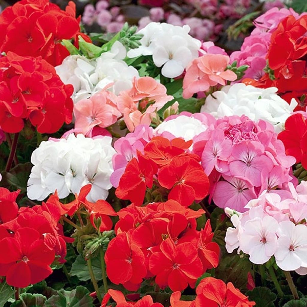 Pelargonium Inspire Mix - Zonale geranium