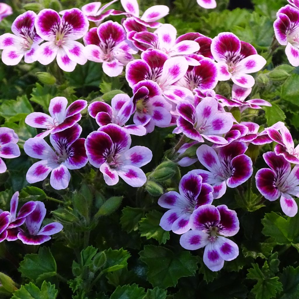 Pelargonium Mosquitaway Nova - Citroengeranium