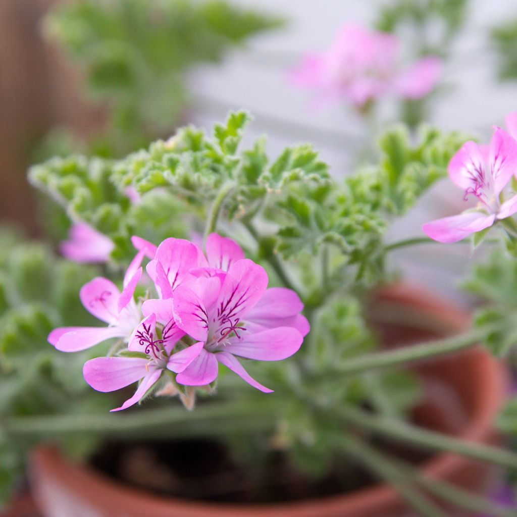 Pelargonium odorant Pink Capricorn - Géranium parfum rose coriandre