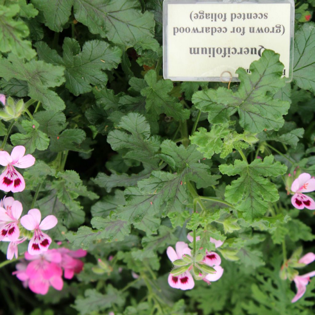 Pelargonium quercifolium - Eikenbladgeranium geurend
