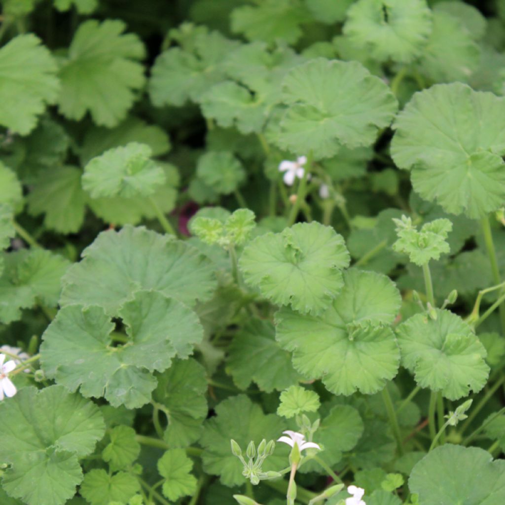 Pelargonium odoratissimum - Botanische pelargonium