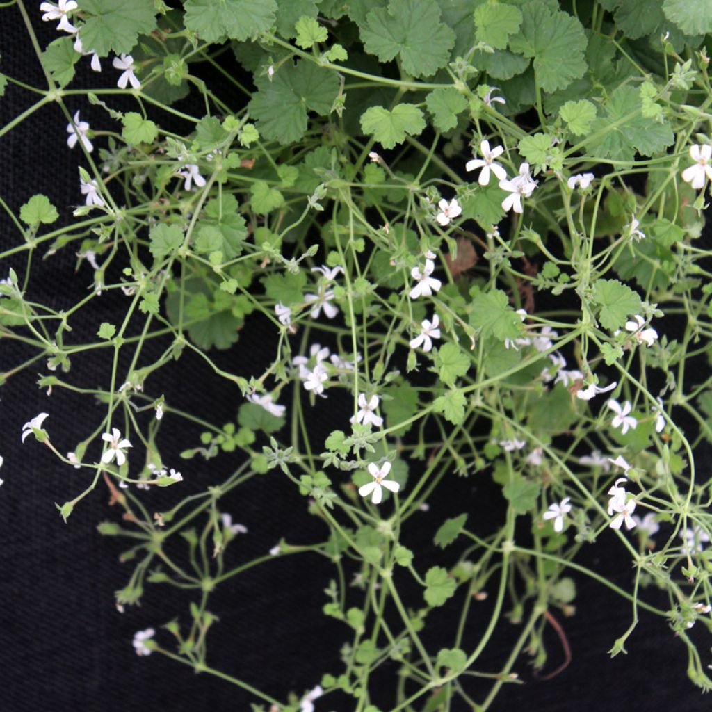 Pelargonium odoratissimum - Botanische pelargonium
