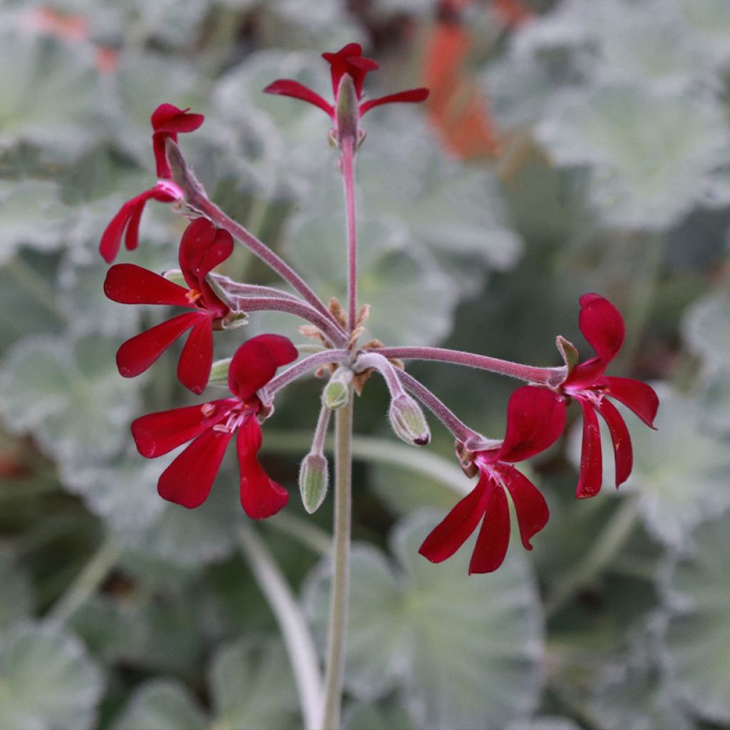 Pelargonium reniforme x sidoides - Botanische pelargonium