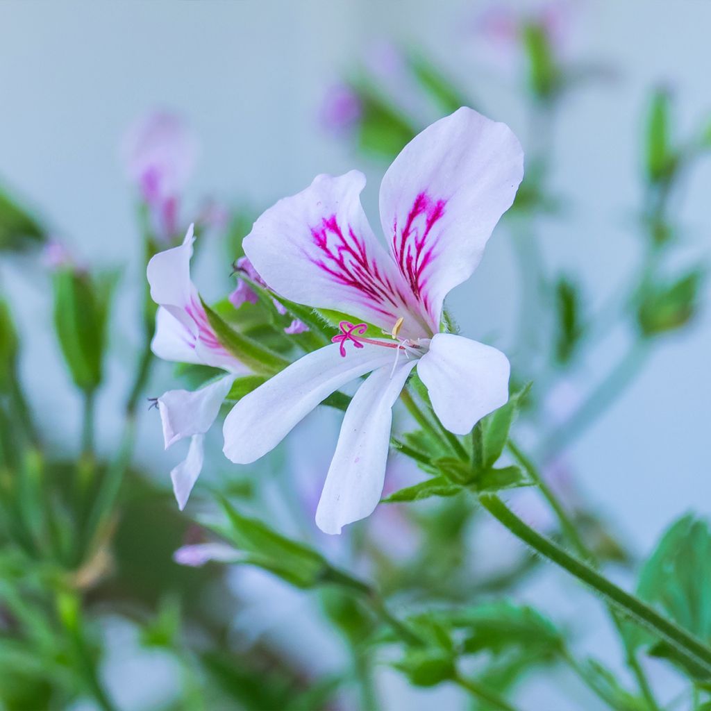 Pelargonium citriodorum - Geurgeranium