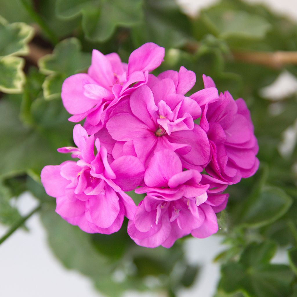 Pelargonium peltatum Amelit - Hanggeranium dubbel
